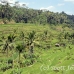 rice_ubud_h_0024_bal0839.jpg